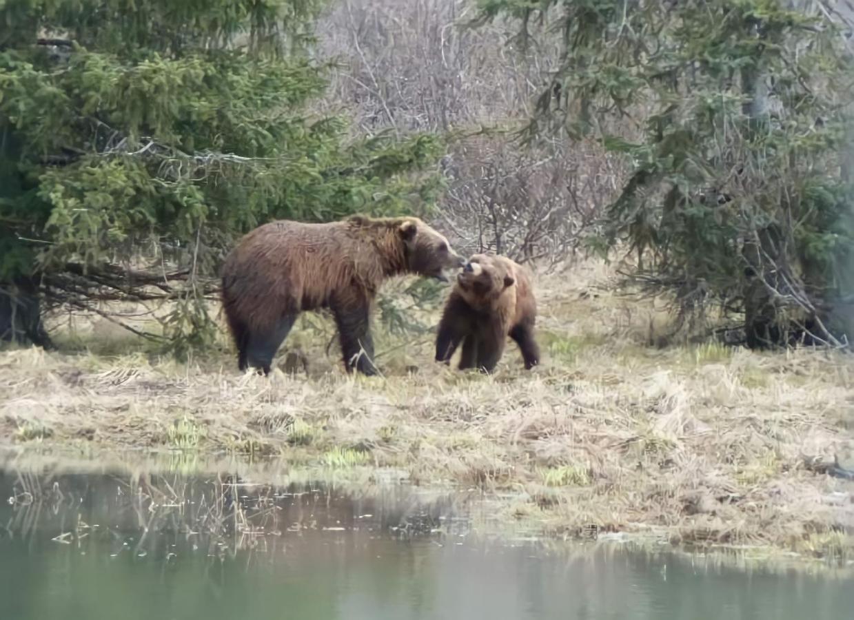 Alaska Grizzly Lodge Фэрбанкс Экстерьер фото