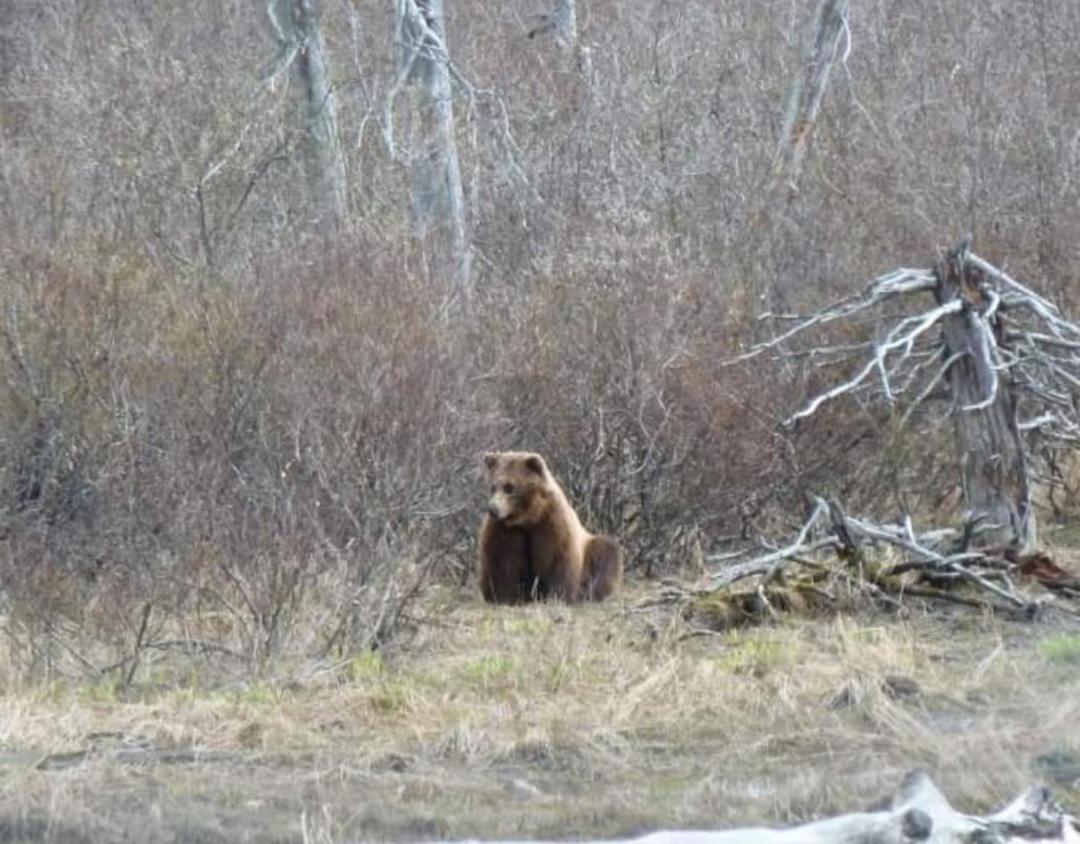 Alaska Grizzly Lodge Фэрбанкс Экстерьер фото